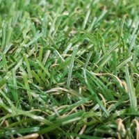 lawn-grass-feature-image-2